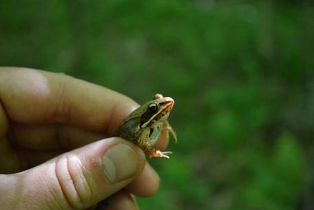 This wood frog was one of several amphibians found in a wetland area during the workshop.