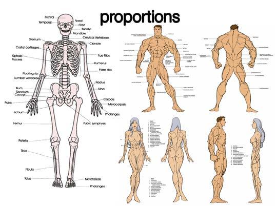 Anatomy Get to know how the human body is put together; how the muscles