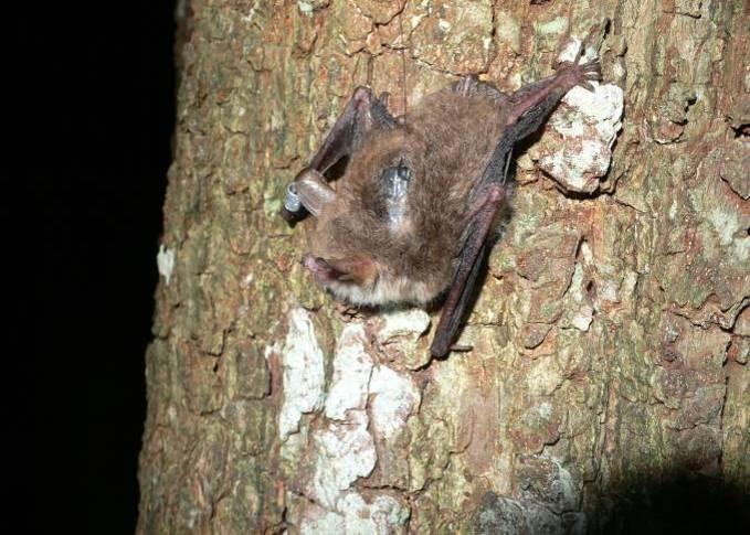 HBG s survey methods in the New Forest have included monthly bat detector transects and working under a licence from Natural England to capture bats for