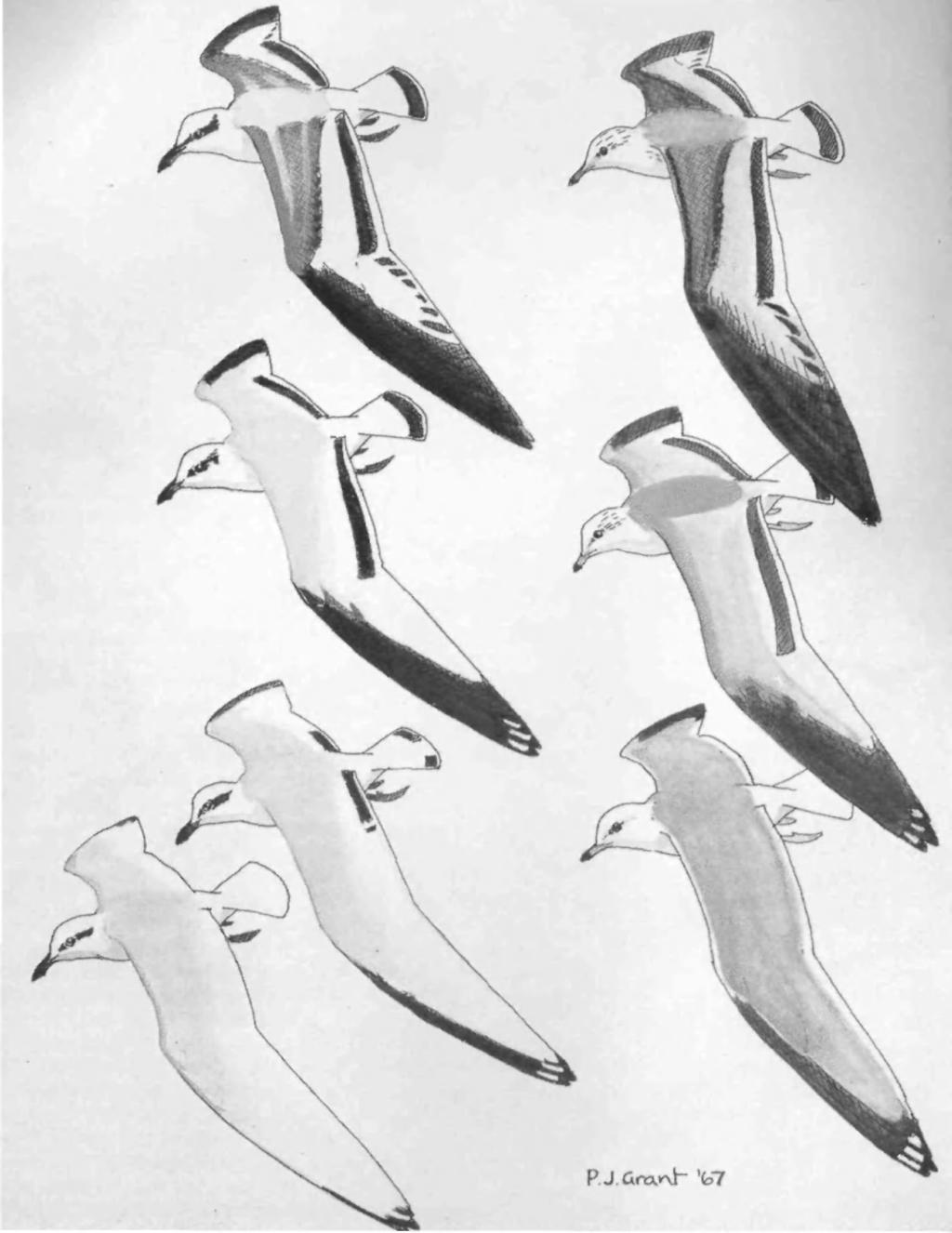 PLATE 48. Plumages of immature Mediterranean Gulls Larus melanocephalus (left four) compared with those of Common Gulls L. camis. Top two, first winter.