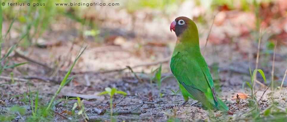 After such a great start to the day we were rearing to go and find the main target of the area, Black-cheeked Lovebird, a bird endemic to the mopane woodlands of southern Zambia.