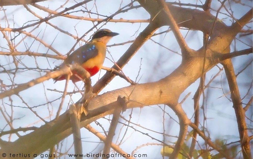Then it was off to the Zambezi valley stopping en route for lunch along the Kafue River where we found Black Sparrowhawk, Red-winged Starling, Lesser and Greater Swamp-Warbler, Whitebrowed Coucal,