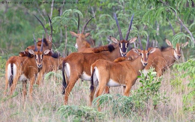 The lodge was surrounded by extensive miombo woodlands and thickets that produced many good birds such as Three-banded Courser, Miombo Pied Barbet, Scaly-throated Honeyguide, Racket-tailed and