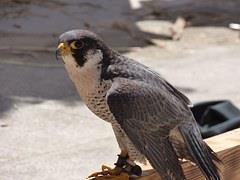 CREATURE OF THE MONTH Peregrine Falcon (Falco peregrinus) The fastest flying bird in the world is currently on Montserrat and individuals have been seen in the Belham Valley, on the Rendezvous Trail