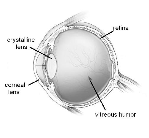 These lenses focuses incoming light through a water-like substance called the vitreous humor onto the back wall of the eye, the retina.