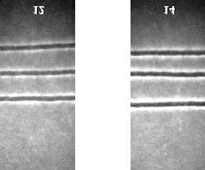 394 E. Fabiañska, B. M. Trzciñska Absorbance 600 800 1000 1200 1400 1600 1800 2000 Wavenumbers(cm-1) 3 5 Fig. 16. Infrared spectra of inks 3 and 5.