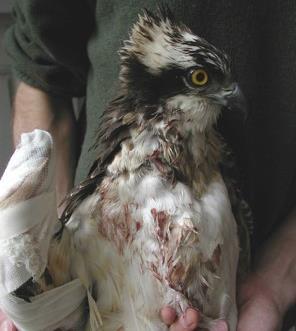 the potential types of illegality for killing/taking raptors in the Mediterranean region.