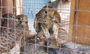 Illegal trapping of birds of prey for trade Several national experts raised issue of illegal trade in