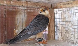 illegal trapping along the Med coast of Egypt Common Kestrel in market NCE Species and prices recorded at