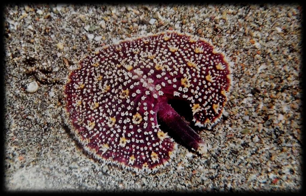 CREATURE OF THE MONTH Muller s Sea Pansy (Renilla muelleri) Photo credit: Paul Humann & Nedd Deloach, Reef creature identification.
