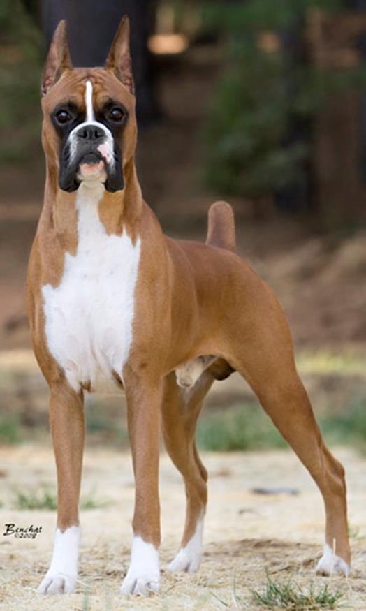 SIRE PRODUCING THE MOST CHAMPIONS GCHS CH Duba-Dae s Who s Your Daddy SOMG Sire: CH Duba-Dae s Buster Brown SOM