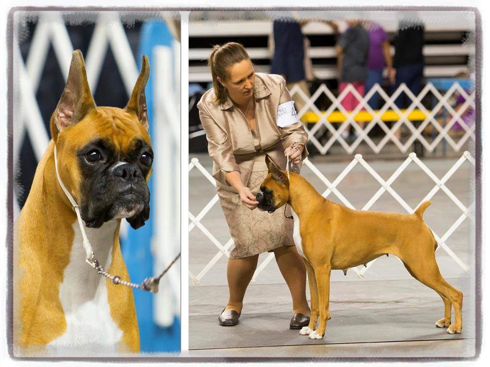 DAM PRODUCING THE MOST CHAMPIONS CH Envision Talk Is Cheap DOM 14141414 Sire: GCH CH R and G s Spellbound at Evolution Dam: GCH