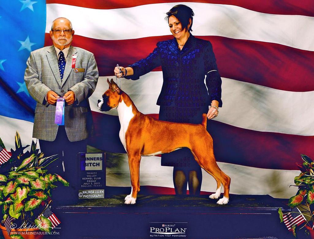 MOST BRED BY EXHIBITOR BITCH WINS Emerson Breho Voodoo Charm Sire: GCH CH Illyrian and Marburls Hail To The