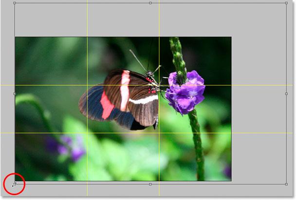 new Rule of Thirds version of the image. As you drag any of the corner handles inward, hold down Shift+Alt (Win) / Shift+Option (Mac) as you drag.