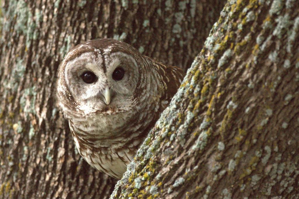Barred Owl f/5.