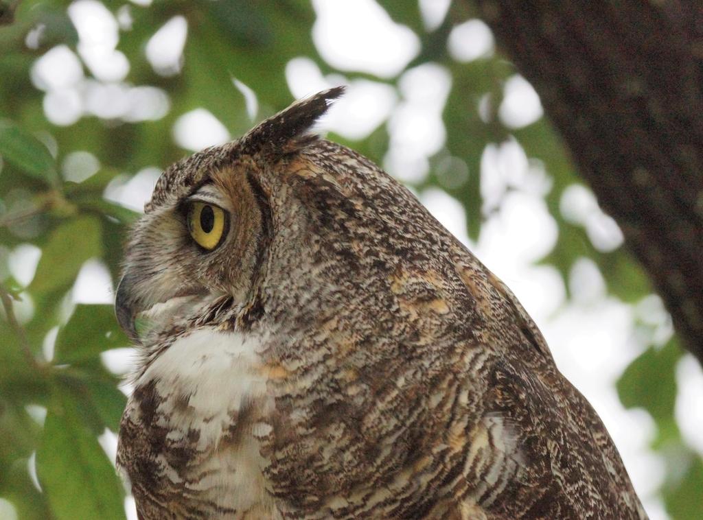 Great Horned Owl f/5.