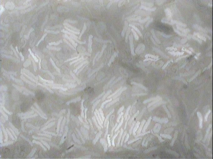 Cotton fibres have a medium degree of tenacity compared to polyester and viloft.