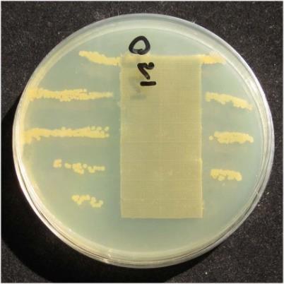 surface of the NYCO fibers. 3. Result and discussion 3.1. Antibacterial property Fig.