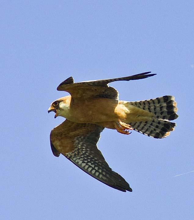 Red-footed Falcon in the Danube Delta Biosphere