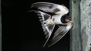 Climate risks greater for long distance migratory birds Adapted from: Mark Kinver, Science and environment reporter, BBC News http://www.bbc.co.
