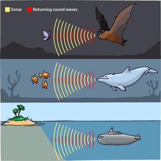 Dolphins and bats often use ultrasound to hunt their prey. Ships.