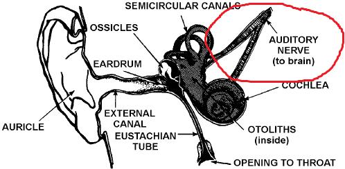 Vestibular sense The brain uses information from: - vestibular system in the head and -