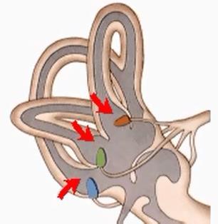 (including its position and acceleration) Semicircular canals-> rotational movements