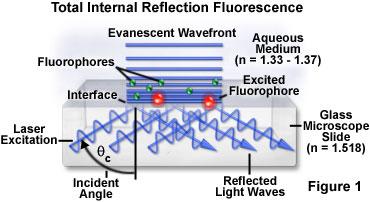TIRF Microscope TIRF Total Internal Reflection Fluorescence Advantage -improved axial resolution