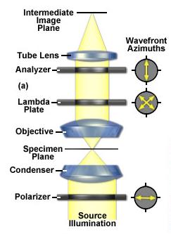 25 Figure 2.7 polarizing light microscope optical pathways.
