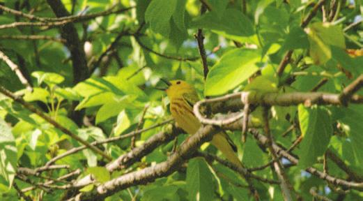programs & events APRIL 1 2 3 4 5 6 7 8 9 1 0 1 1 1 2 1 3 1 4 1 5 1 6 4 Wednesday Bird Walk: Cobus Creek Spring is fast-approaching, and the birds are going to be very vocal about it!