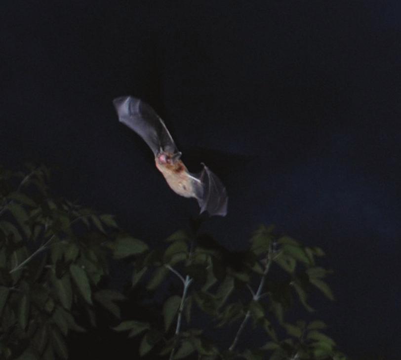 Bats of Wisconsin Wisconsin