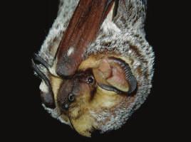 Hoary Bat: Lasiurus cinereus Paul Cryan STATUS: Species of Special Concern DESCRIPTION: The hoary bat