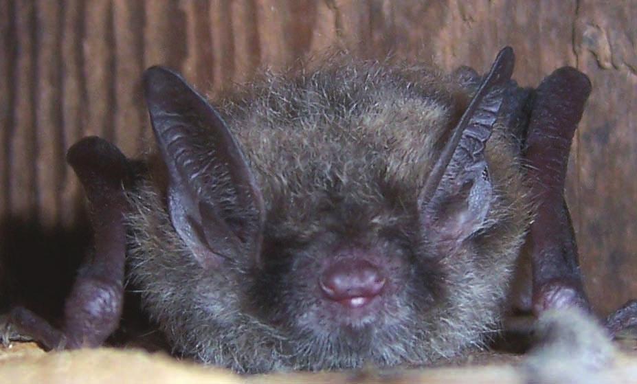 Little Brown Bat: Myotis lucifugus STATUS: State Threatened found to live as long as 34 years.