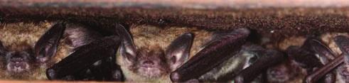 REPRODUCTION: Little brown bats usually give birth to a single pup in early summer.