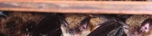 HABITAT & HABITS: In summer, reproductive female little brown bats form maternity colonies