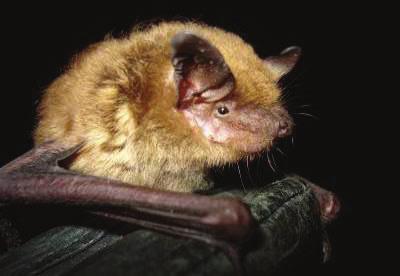 Big Brown Bat: Eptesicus fuscus STATUS: State Threatened DESCRIPTION: The big brown bat has similar coloring to the little brown bat, but is about twice the size,