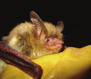 Northern Long Eared Bat: Myotis septentrionalis STATUS: State Threatened DESCRIPTION: This bat is