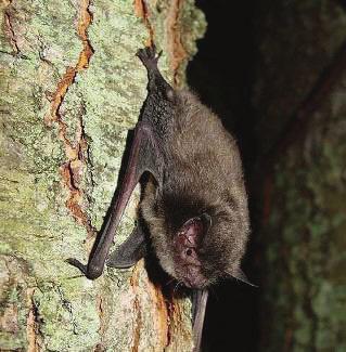 Indiana Bat: Myotis sodalis Adam Mann STATUS: Federally Endangered DESCRIPTION: The Indiana bat is similar in appearance to the little brown