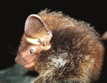 Silver Haired Bat: Lasionycteris noctivagans STATUS: Species of Special Concern and Species of Greatest Conservation Need DESCRIPTION: This is a medium-sized bat