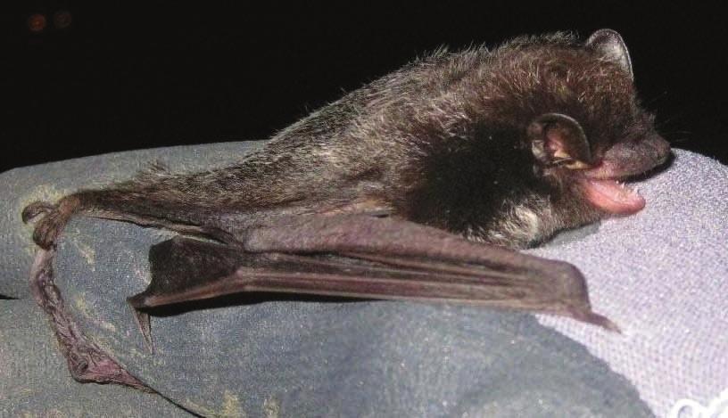 Silver-haired bats of both sexes tend to roost alone, although reproductive females may form small maternity colonies of up to twenty or more bats.