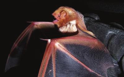 Eastern Red Bat: Lasiurus borealis STATUS: Species of Special Concern DESCRIPTION: The