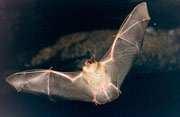 Fenton Nineteen species of bats have been recorded in Canada, and 17 of them are regular residents.