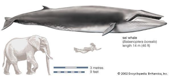 Sei Whales Relatively little is known about their vocalizations - Loud, long, low-frequency sounds - Frequency