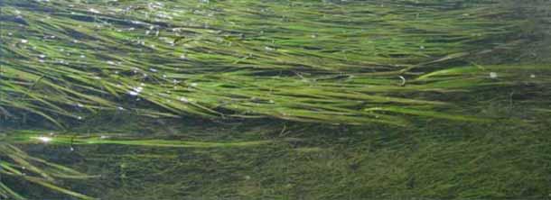 acres and acres of eelgrass