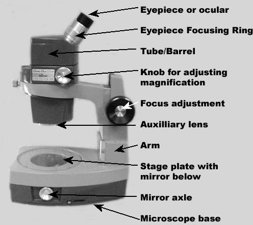 Dissecting versus Compound Dissecting miscroscope is used to view opaque