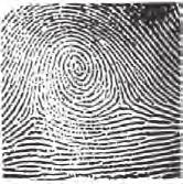The relative location of core and delta must be known for complete individual classification and identification. About 65 percent of all fingerprints have loops.