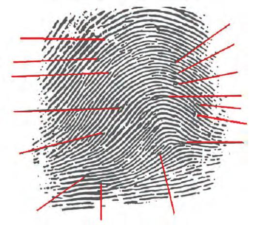 Scarred fi ngerprint Fingerprints cannot lie, but the analysis and identification are subject to error. See, for example, the case study Madrid Bombings on page 97.