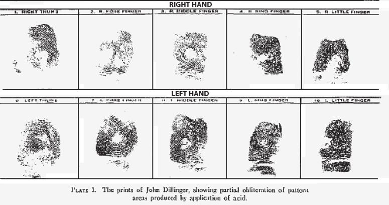 Figure 4.10 Dillinger s altered fi ngerprints DOCTOR IS FINGERED IN PRINT REMOVAL It could be a scene straight from a Hollywood movie.