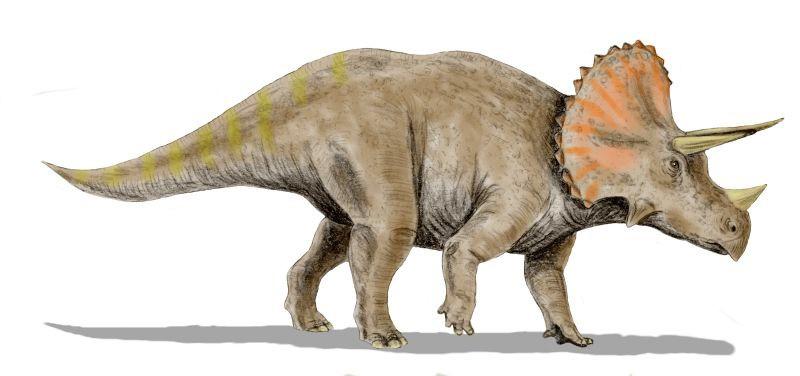 Species: Triceratops Role: The Worker 1. You helped to build the Dinosaur Palace, so you know all of its secrets.