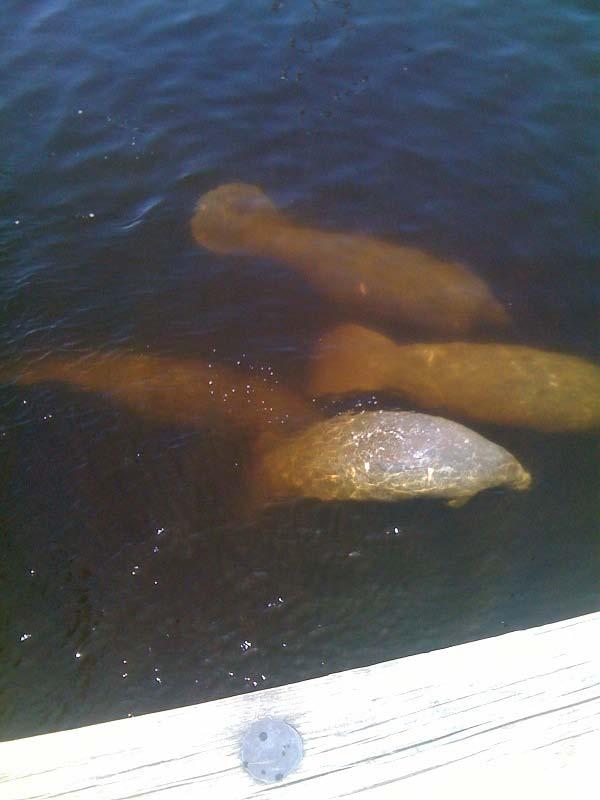 Manatees have been documented